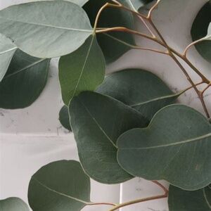 Meet your Posher, Lilly